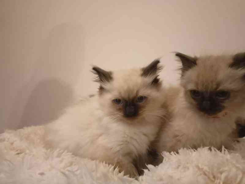 Ragdoll kotatka - foto 4