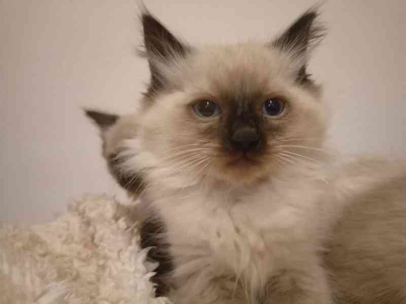 Ragdoll kotatka - foto 2