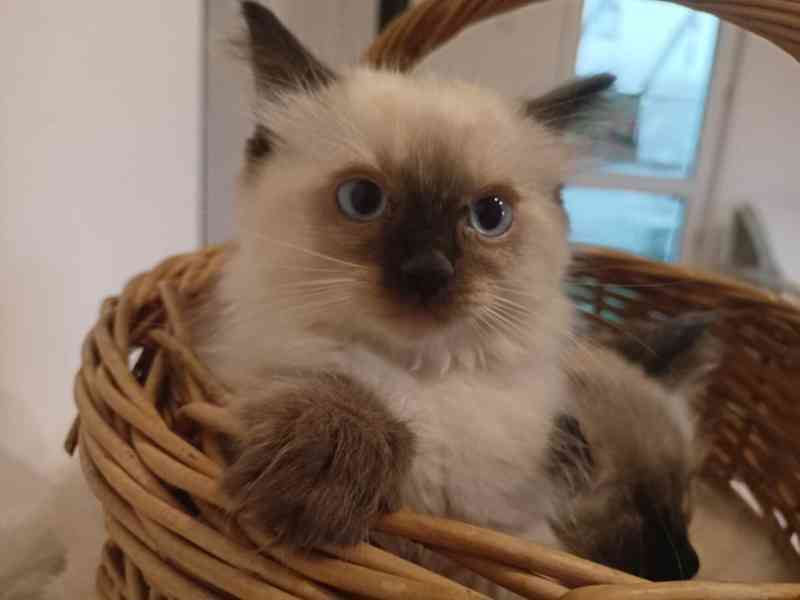 Ragdoll kotatka - foto 6