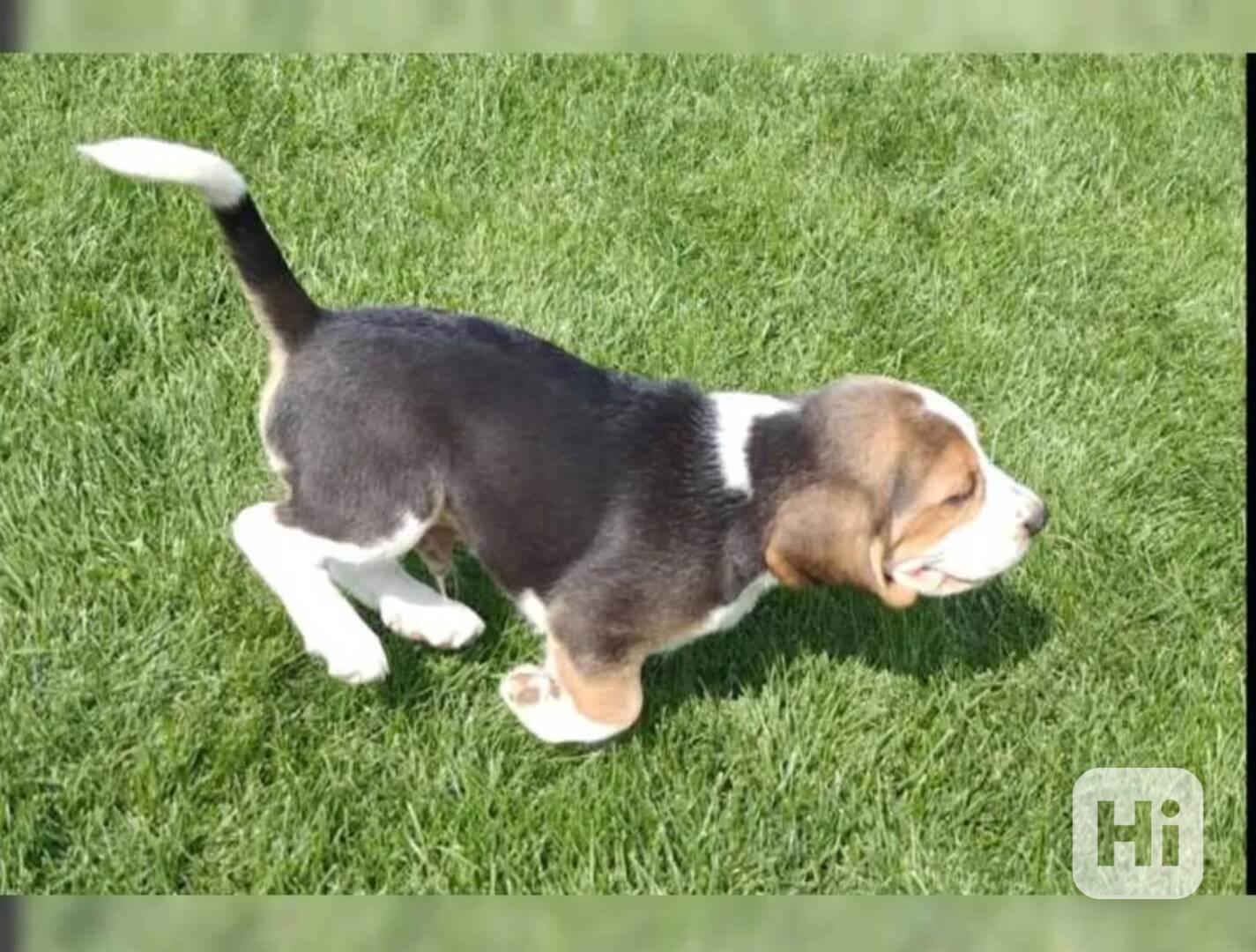 Prodám štenat Bígl - foto 1