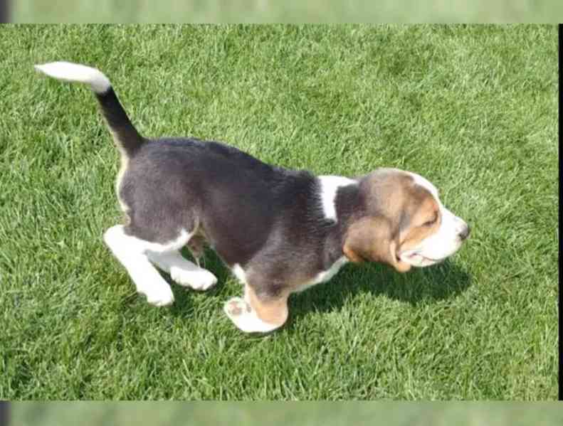 Prodám štenat Bígl - foto 1