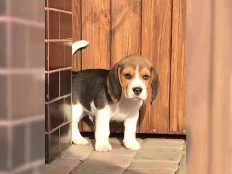 Prodám štenat Bígl - foto 2