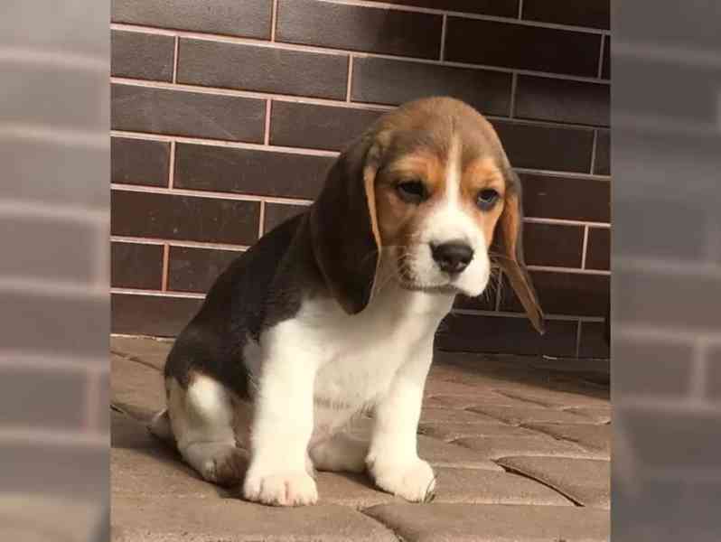 Prodám štenat Bígl - foto 3