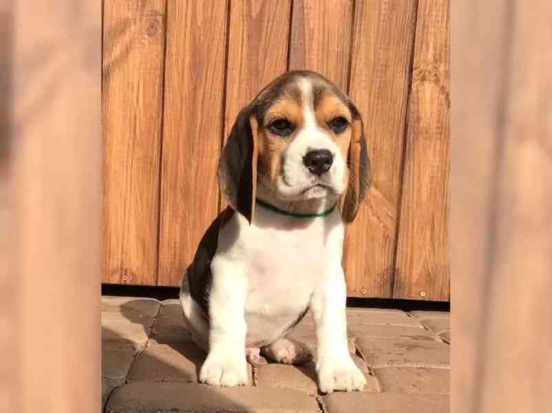 Prodám štenat Bígl - foto 5