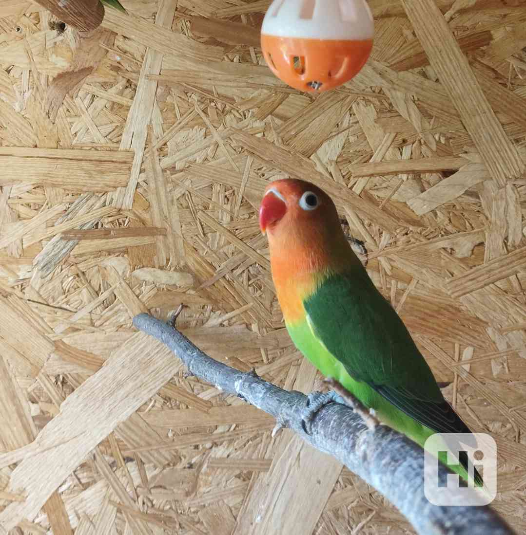 Prodám Agapornise Fischeri  - foto 1