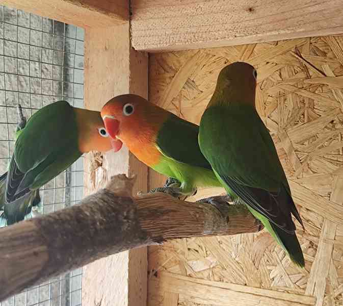 Prodám Agapornise Fischeri  - foto 6