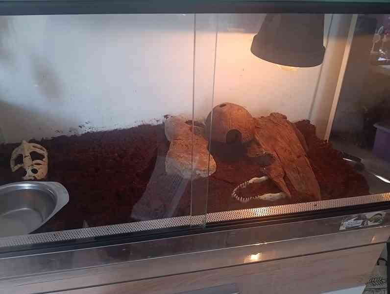 Hroznýš královský  - foto 2