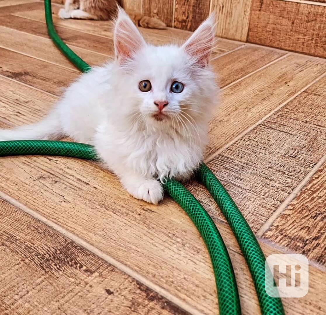 Koťata Mainské mývalí psů k dispozici - foto 1