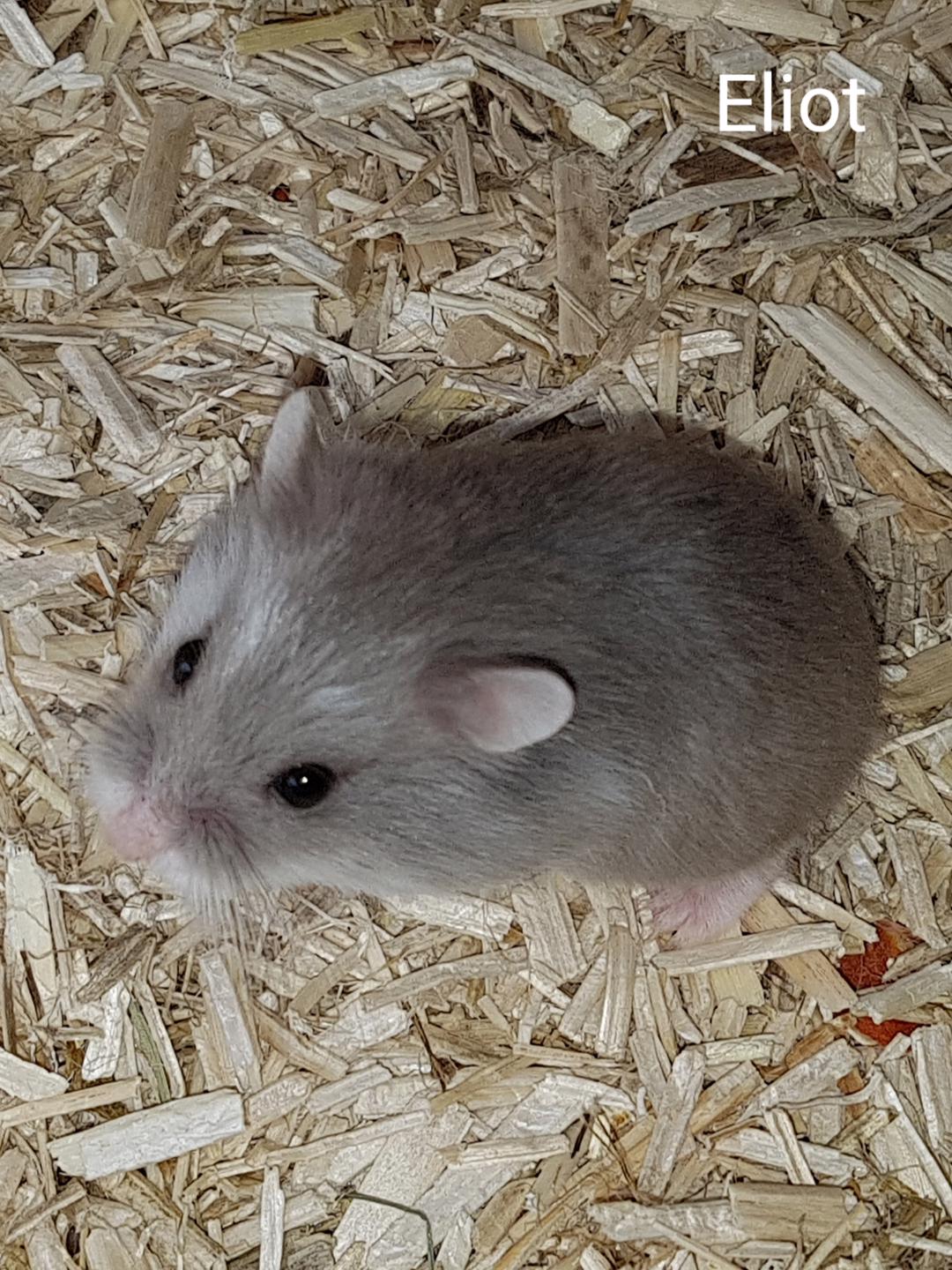 Křečík Roborovského - foto 1