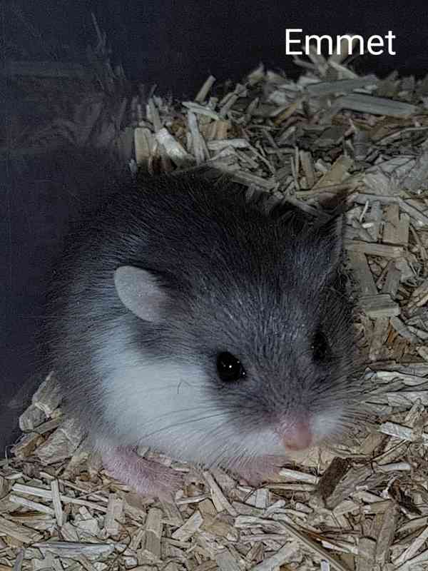 Křečík Roborovského - foto 3