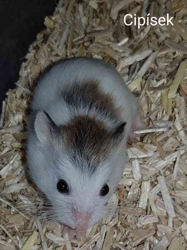 Křečík Roborovského - foto 2