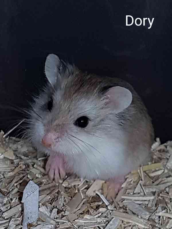 Křečík Roborovského - foto 4