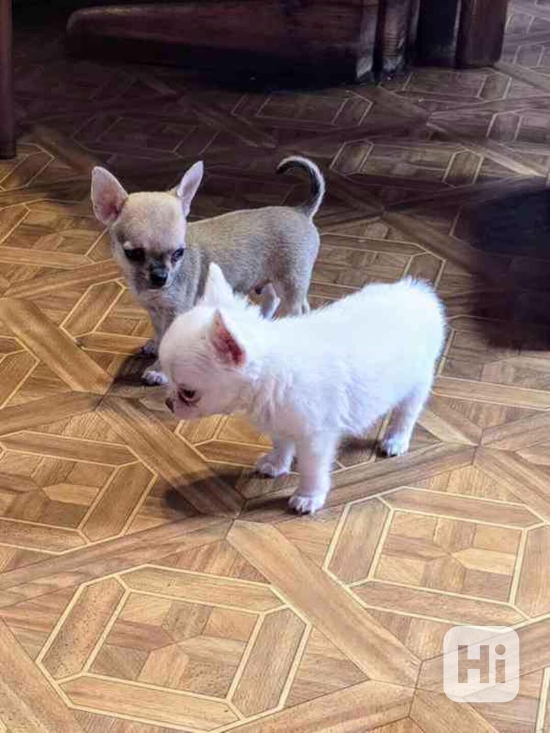 Štěňata čivavy k adopci zdarma rozkošná štenátka civavy prip - foto 1