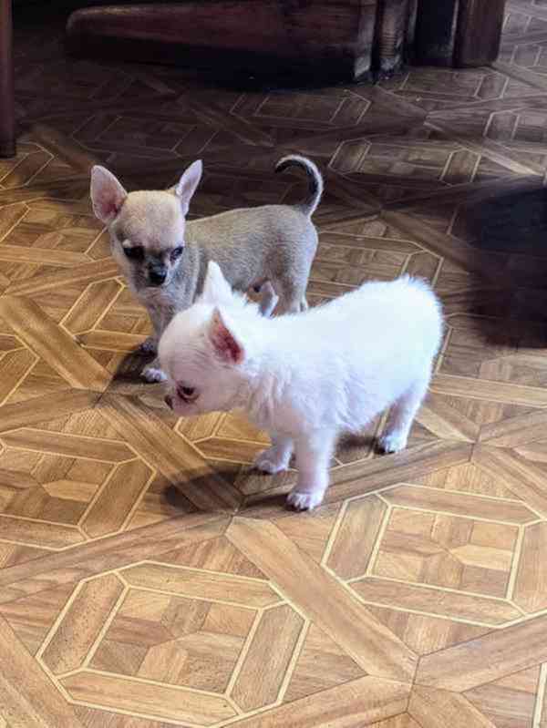 Štěňata čivavy k adopci zdarma rozkošná štenátka civavy prip