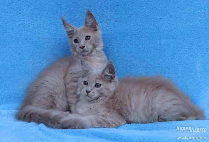 Mainská mývalí koťata s PP – krémové holčičky - foto 24