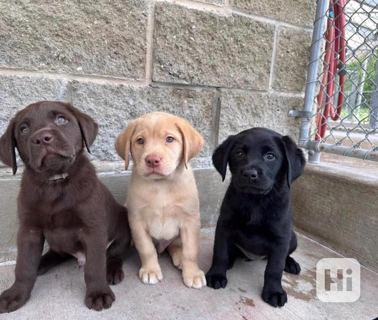 K dispozici štěňata registrovaného labradorského retrívra - foto 1