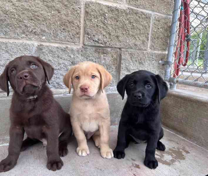 K dispozici štěňata registrovaného labradorského retrívra - foto 1