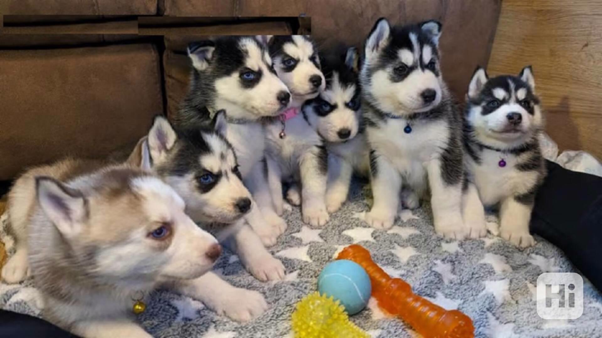 Sibiřský husky štěňátka na prodej s PP - foto 1