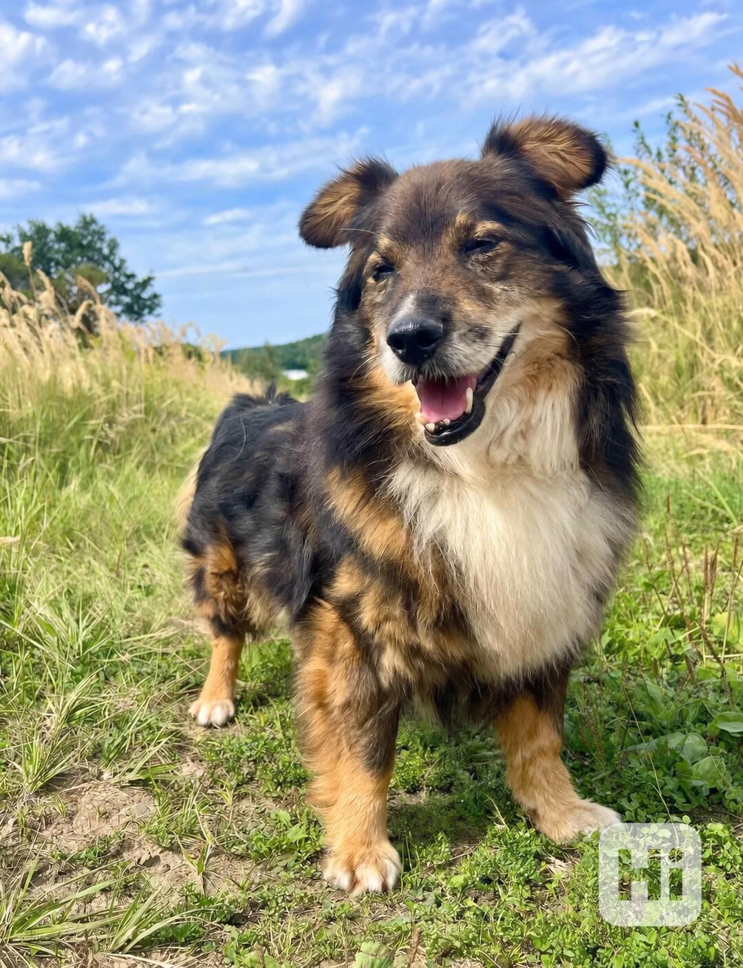 BOBÍK - 15 kg, kastrovaný psík 14 let - foto 1