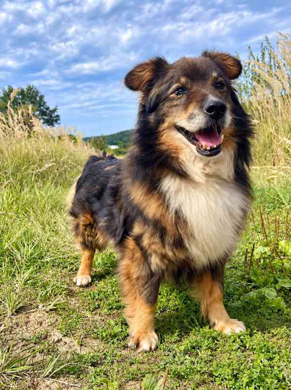 BOBÍK - 15 kg, kastrovaný psík 14 let - foto 4