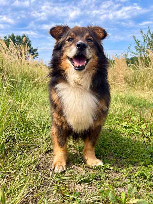 BOBÍK - 15 kg, kastrovaný psík 14 let - foto 3