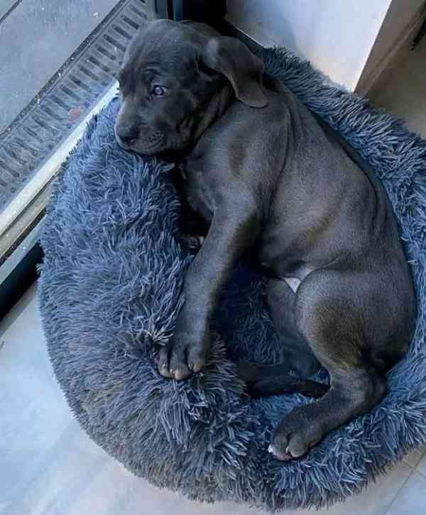 Samec a samice Cane Corso s modrýma očima - foto 3