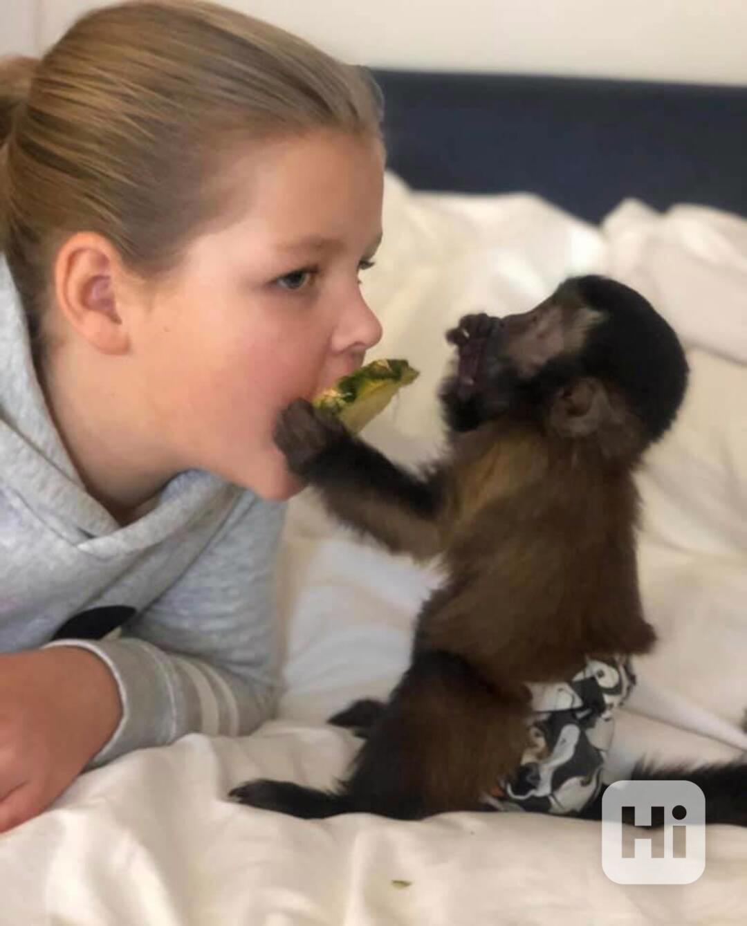 zdarma kapucínská opice k adopci    - foto 1
