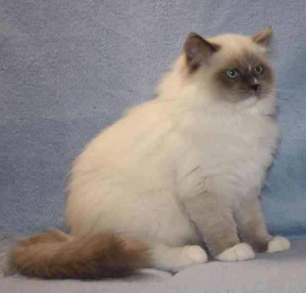 RAGDOLL: - foto 4