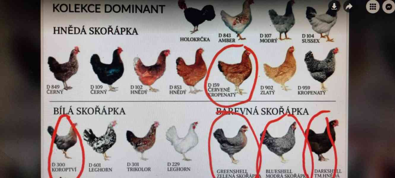 Kuřice Slepice Greenshell Darkshell Dominant - foto 3