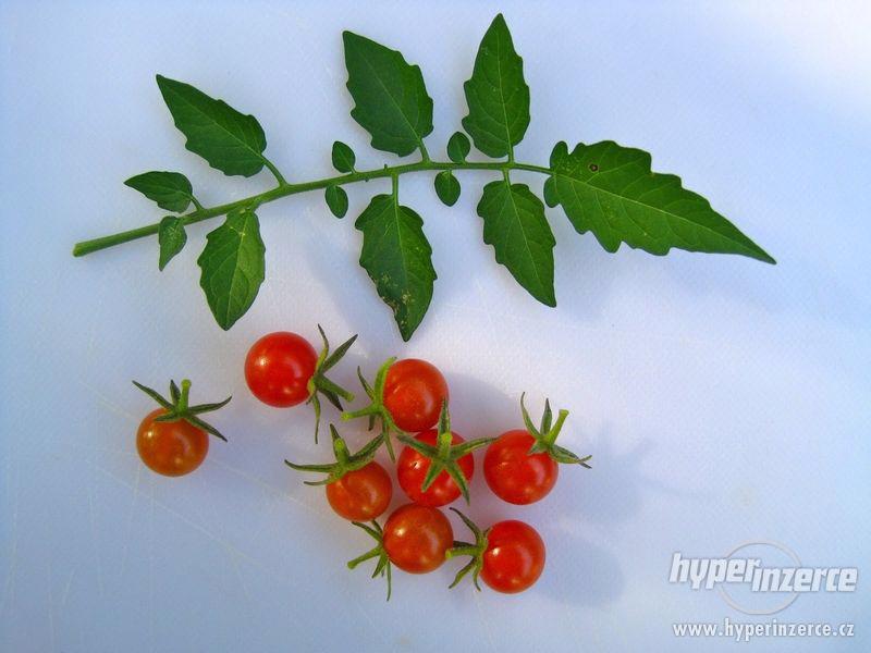 Divoké rajče - semena - foto 1