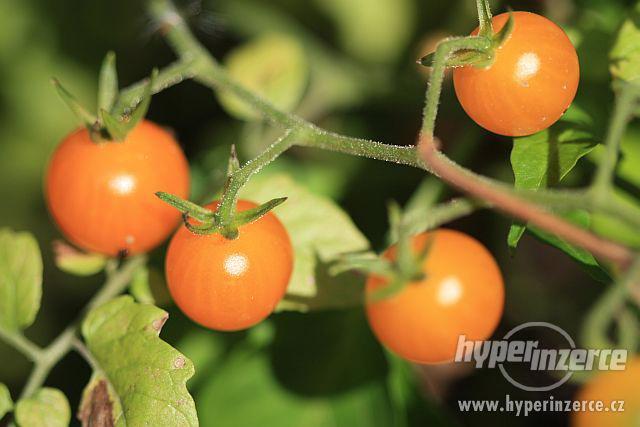 Divoké rajče - semena - foto 2