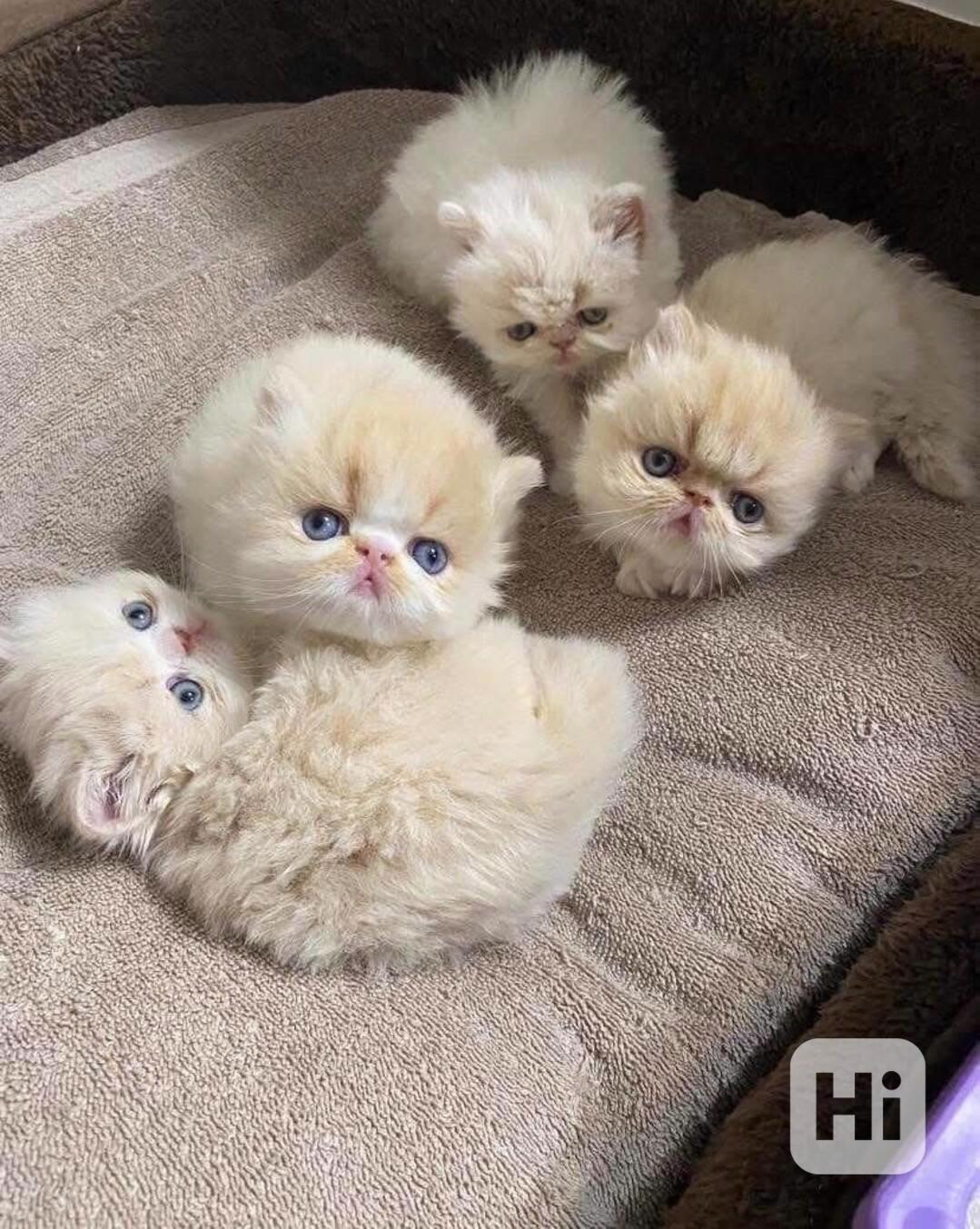 Roztomilá perská koťátka k dispozici - foto 1