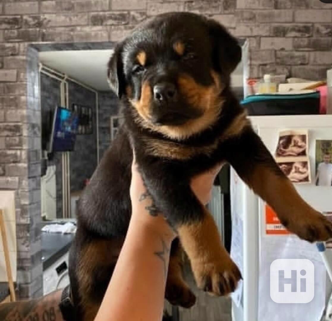 Rotvajleři k adopci zdarma - foto 1