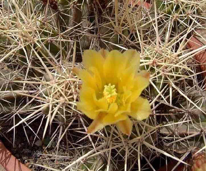 kaktus Echinocereus maritimus Guerrero Negro