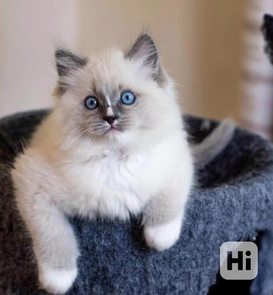 Koťata plemene Ragdoll potřebují novou rodinu - foto 1