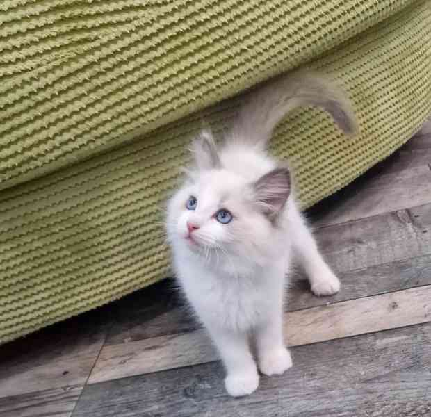 Koťata plemene Ragdoll potřebují novou rodinu - foto 2