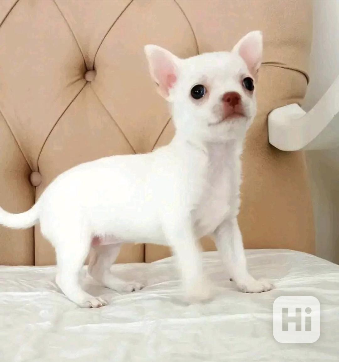 Štěňata čivavy hledají domov. - foto 1