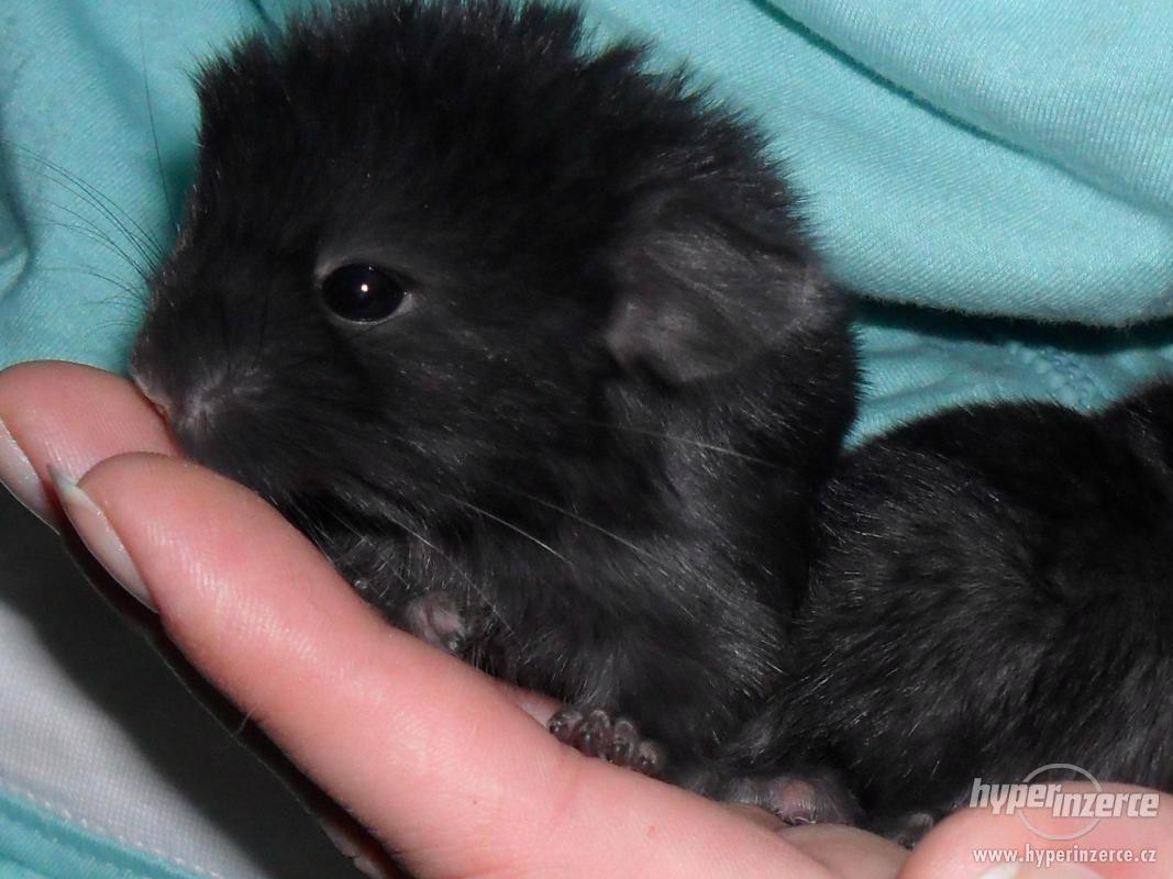 Činčila Extra Dark Ebony - foto 1