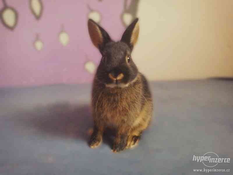 zakrslý králík - foto 3