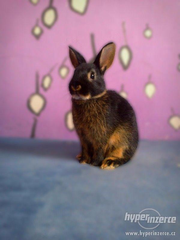 zakrslý králík - foto 4