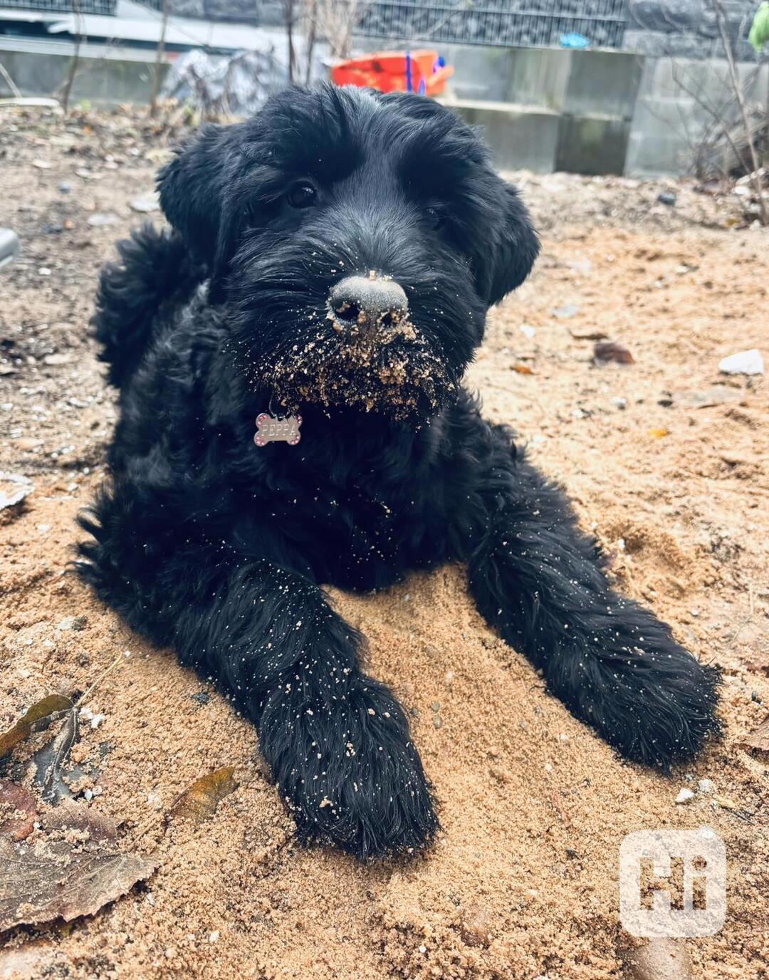 Knírač velký černý - pejsek s PP - foto 1