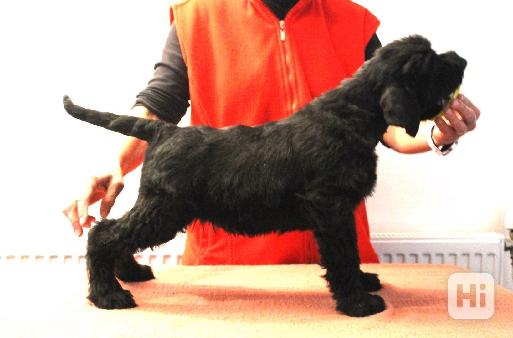 Knírač velký černý - pejsek s PP - foto 1