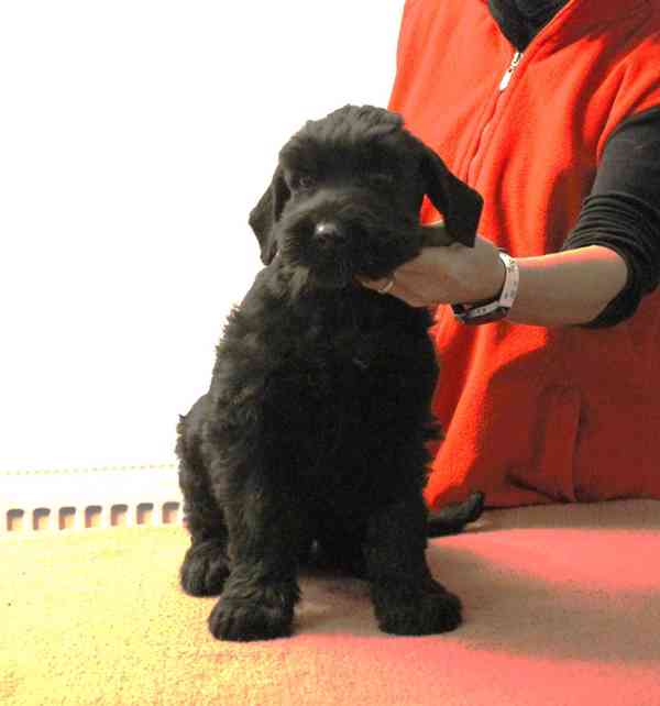 Knírač velký černý - pejsek s PP - foto 4