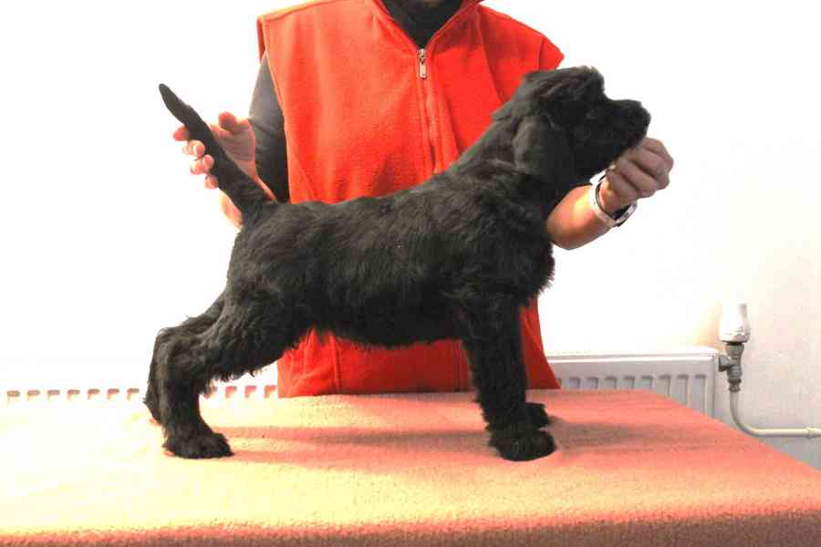 Knírač velký černý - pejsek s PP - foto 2