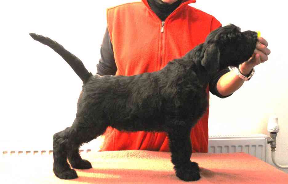 Knírač velký černý - pejsek s PP - foto 3