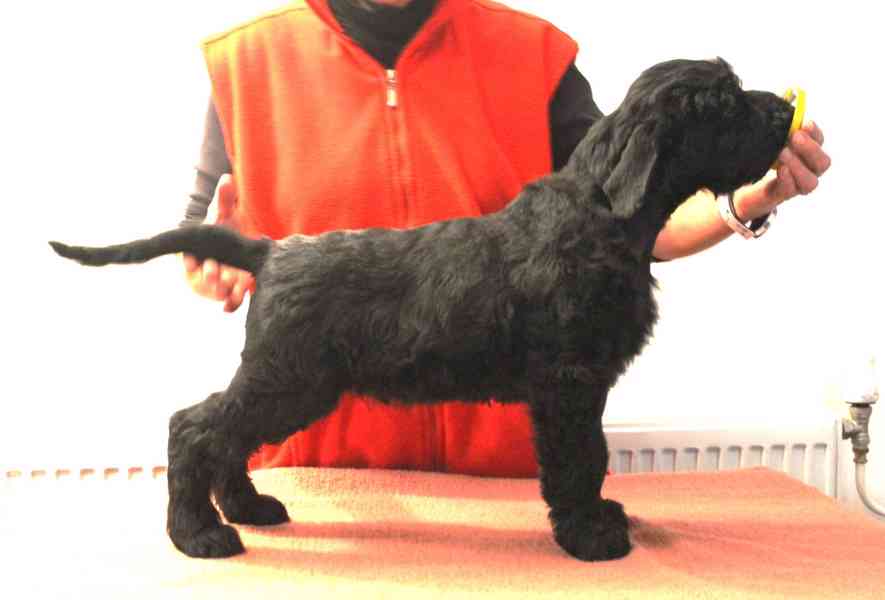 Knírač velký černý - pejsek s PP - foto 2