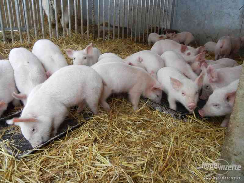 Selata na výkrm i na gril - foto 1