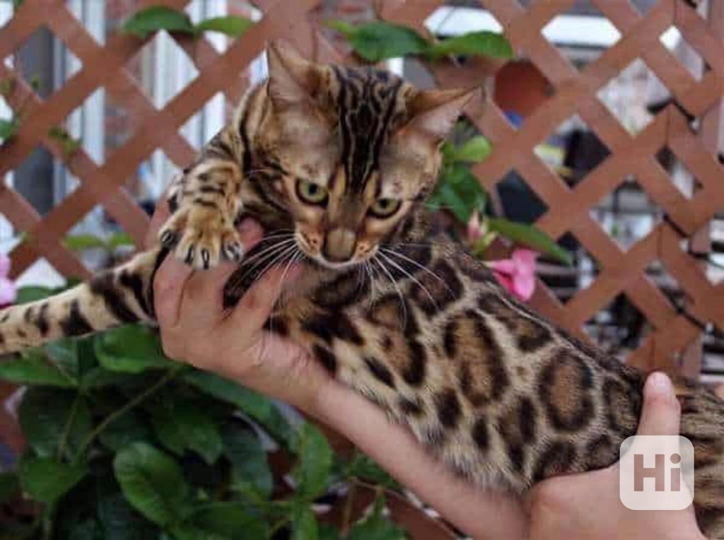 Bengálská koťata s pp - foto 1