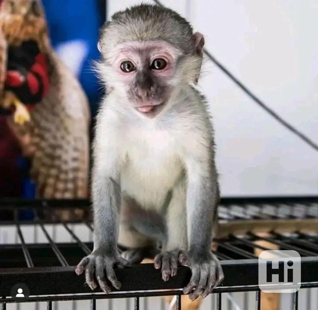  roztomilé úžasné kapucínské mládě - foto 1