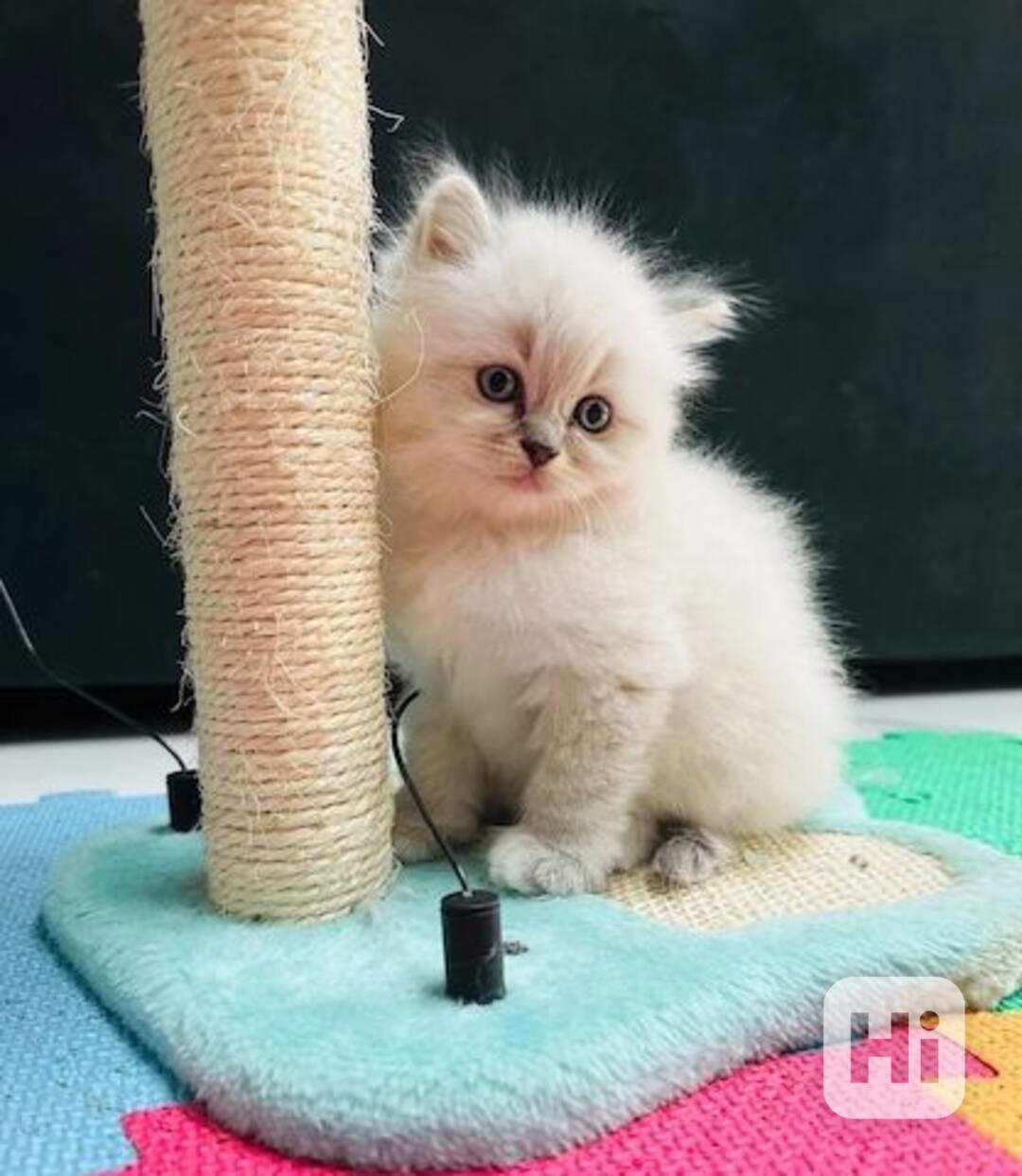 Krásné kotě plemene Ragdoll, 12 týdnů staré. - foto 1